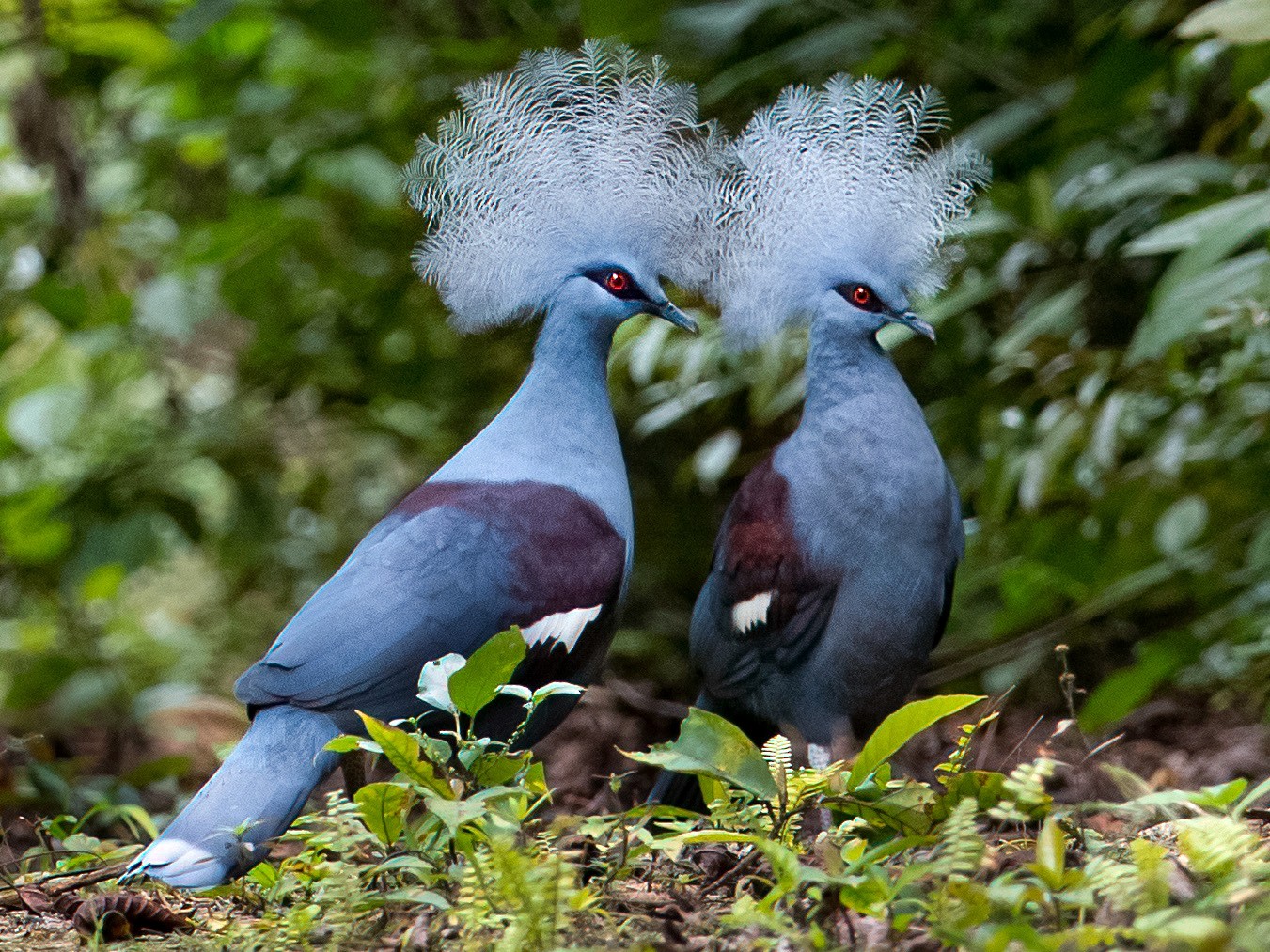 Meet the Largest Living Doves: Fascinating Facts About Crowned Pigeons ...