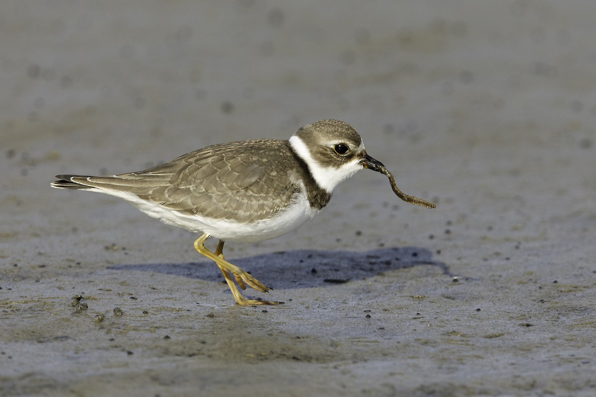 Semipalmated Plover - ML261340471