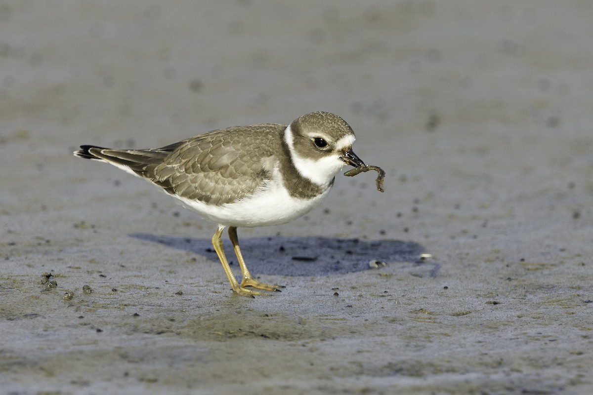 Semipalmated Plover - ML261340481