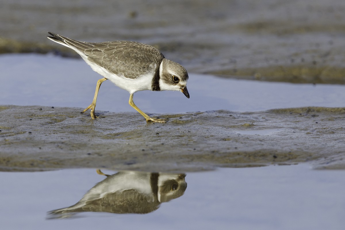 Semipalmated Plover - ML261340521