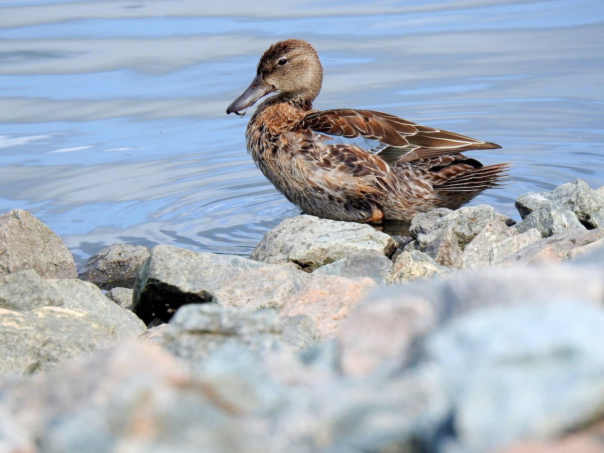 Blue-winged Teal - Nicole St-Amant