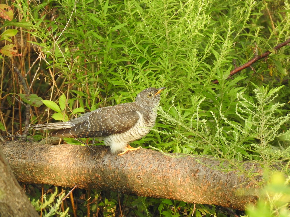 Common Cuckoo - Cho Byungbeom