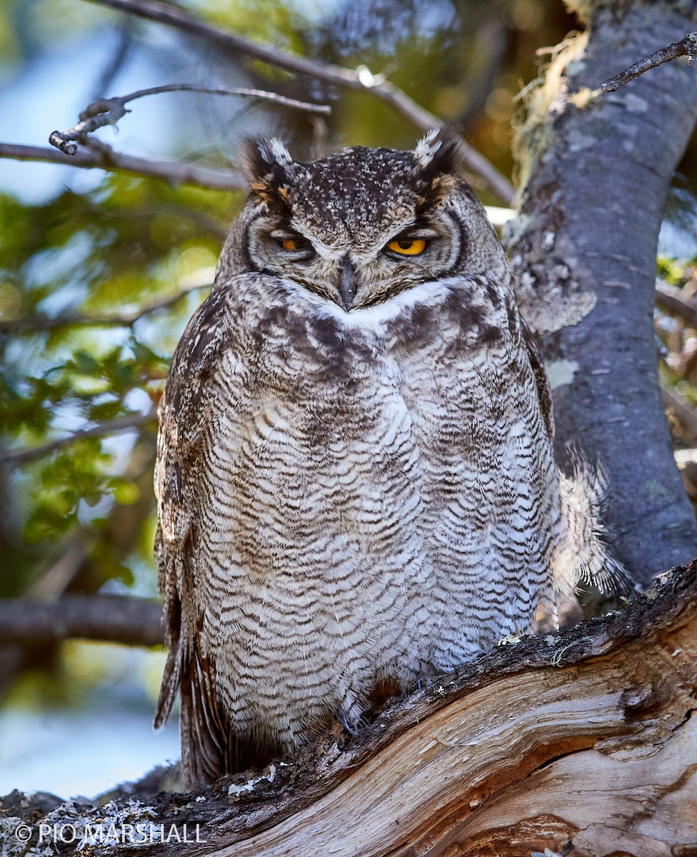 Lesser Horned Owl - ML261345561