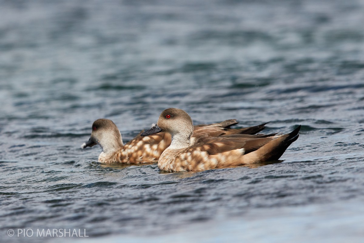 Crested Duck - ML261346251