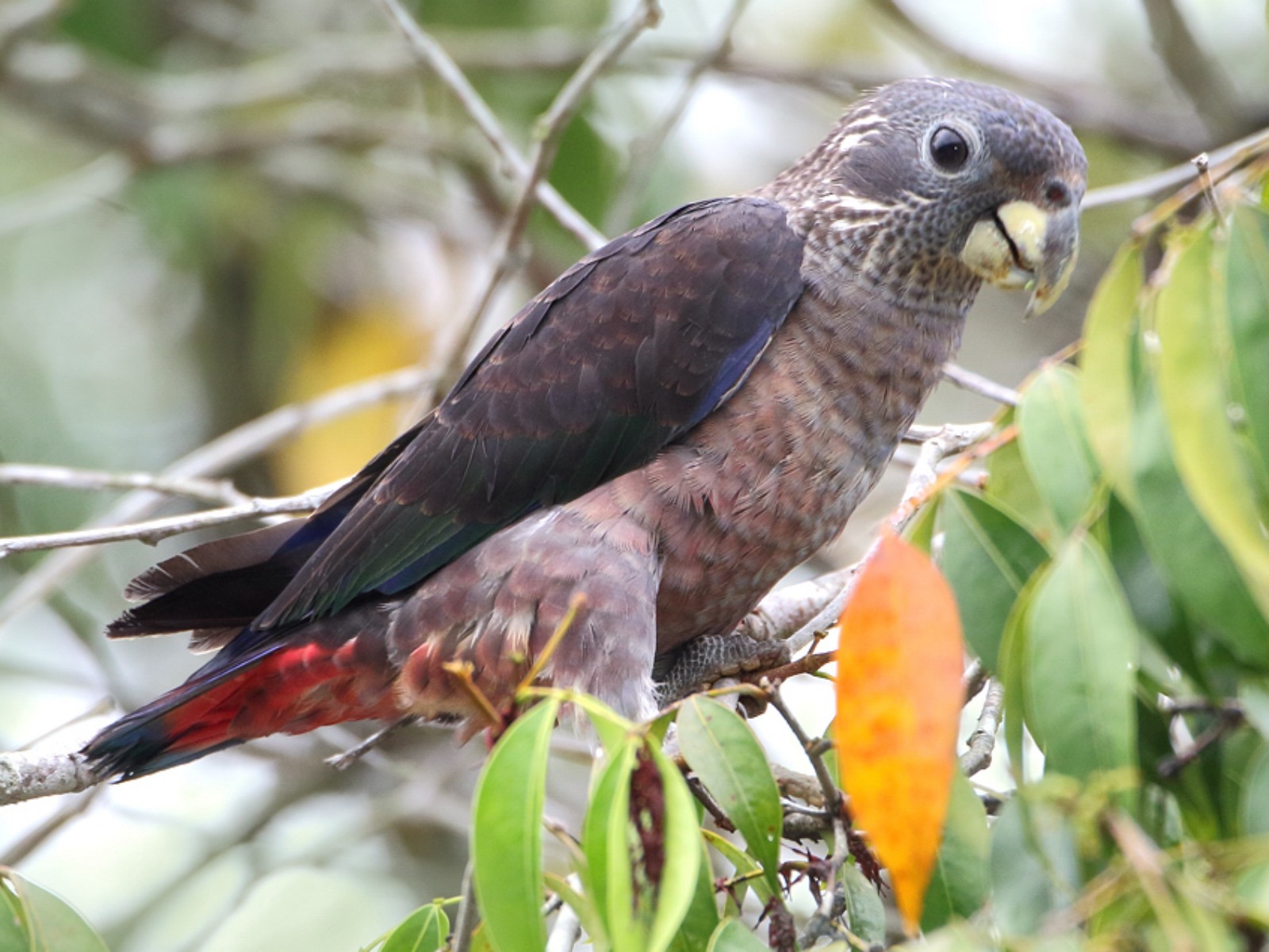 Dusky Parrot - Anselmo  d'Affonseca