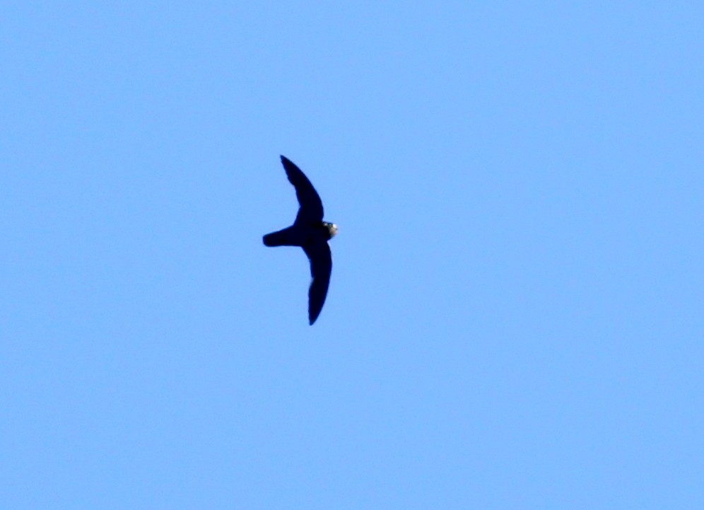 Spot-fronted Swift - ML261354991