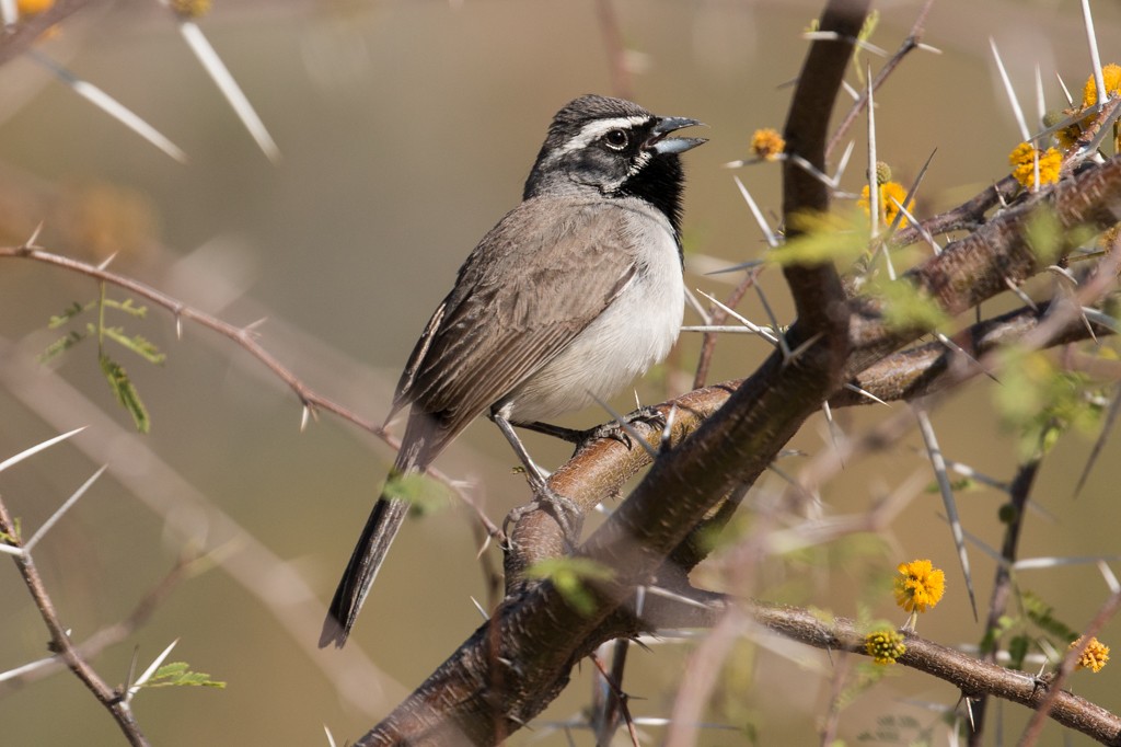 Black-throated Sparrow - ML26135911