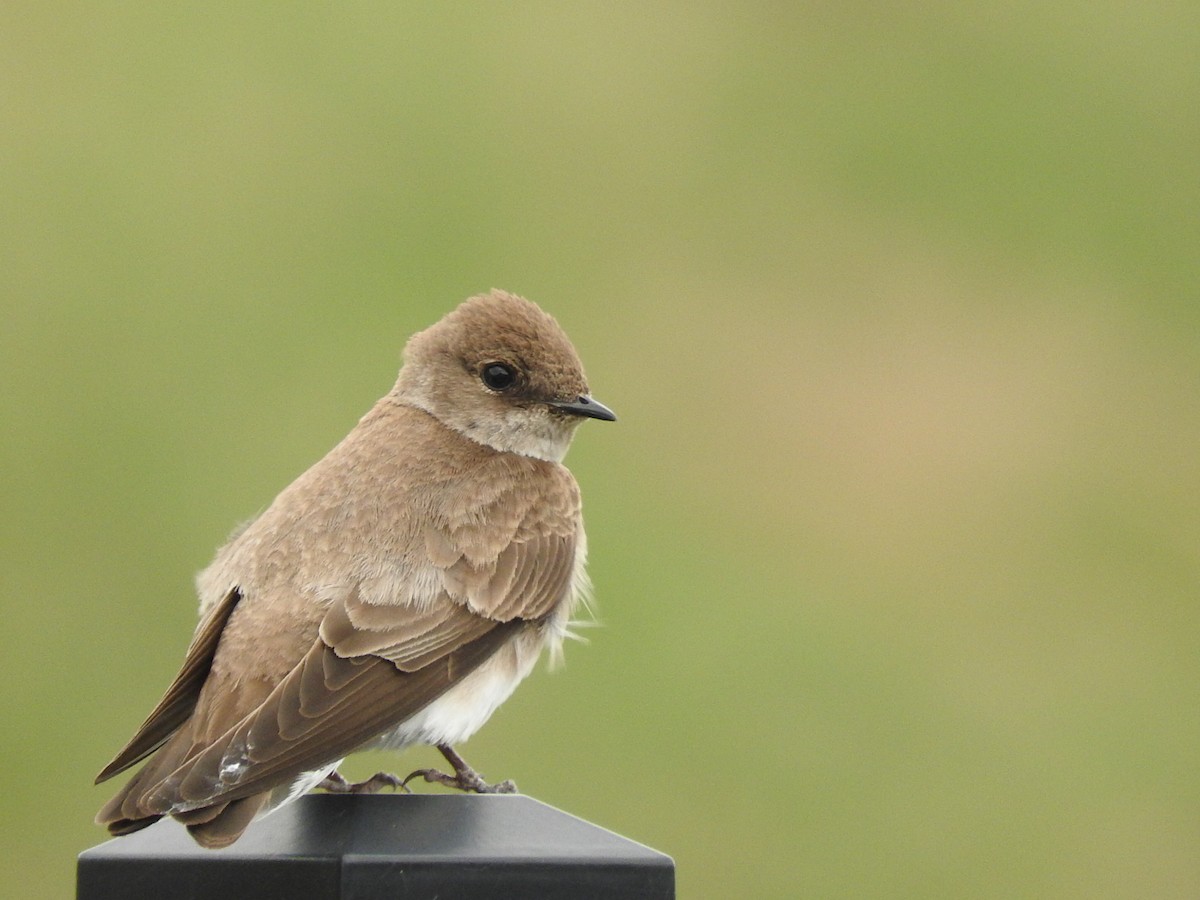 Northern Rough-winged Swallow - Max Nootbaar