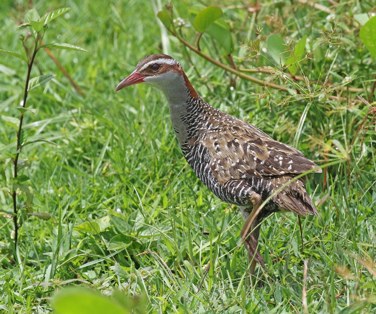 Buff-banded Rail - Dave Bakewell