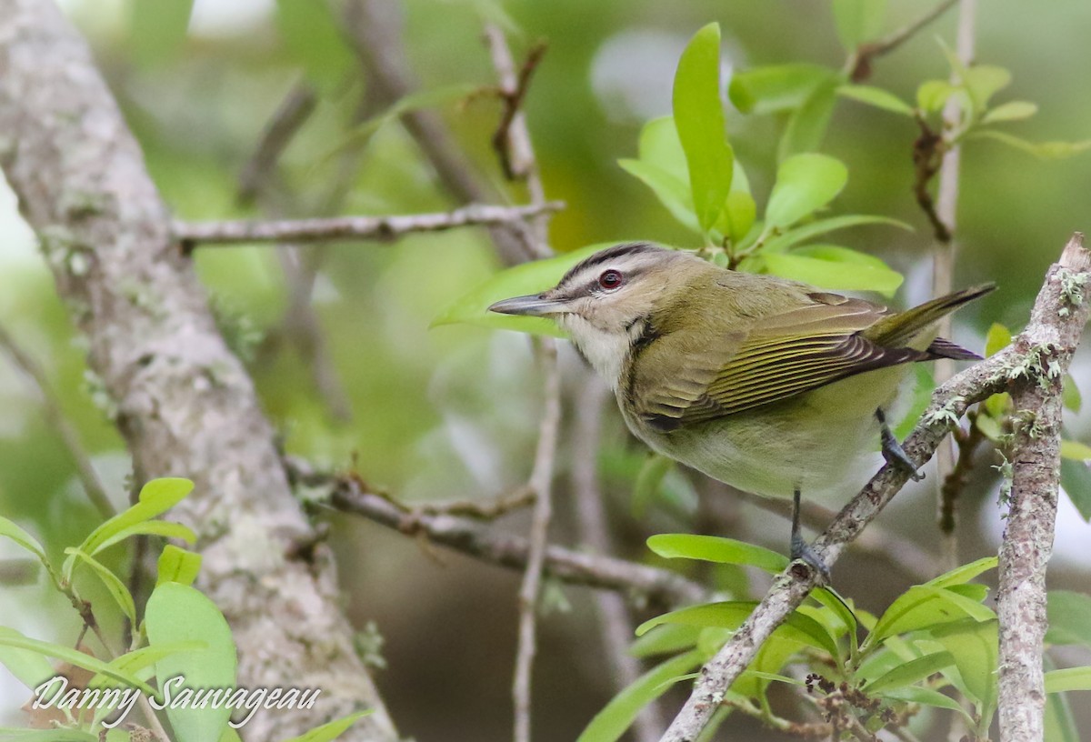 Red-eyed Vireo - Danny Sauvageau