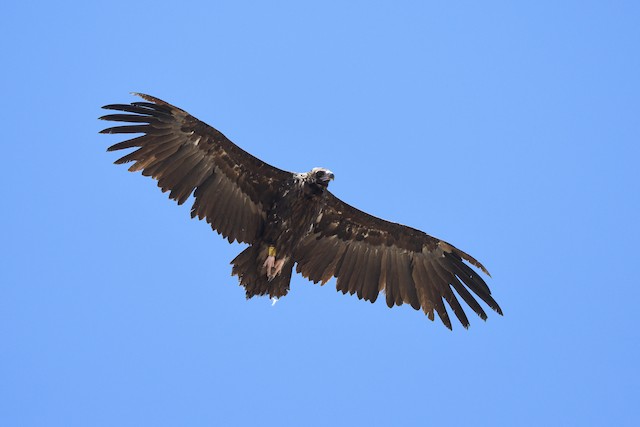 Possible Fifth or Sixth Basic Cinereous Vulture.&nbsp; - Cinereous Vulture - 