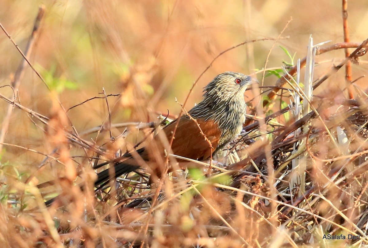 Malagasy Coucal - ML261365381