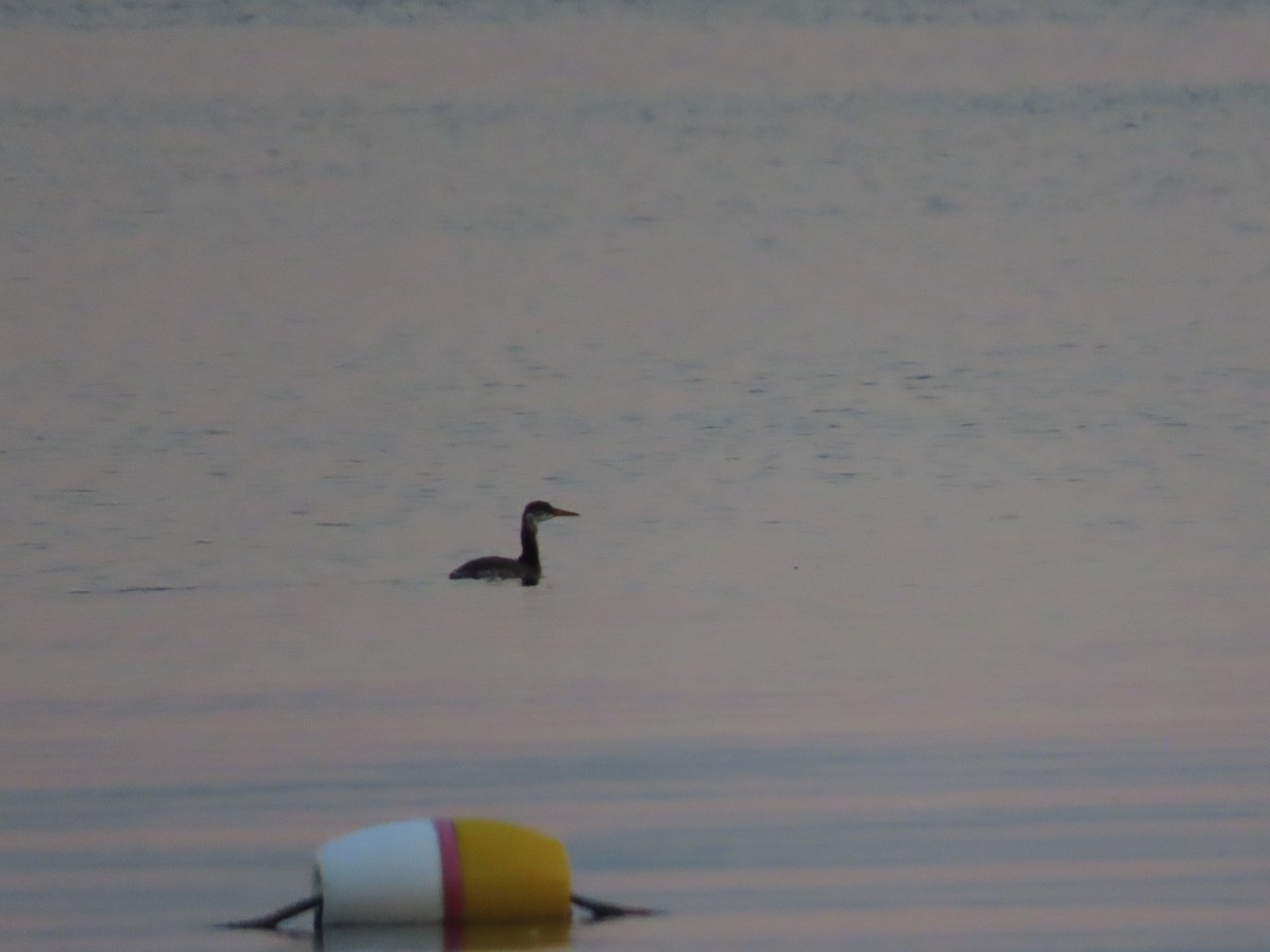 Red-necked Grebe - ML261367251