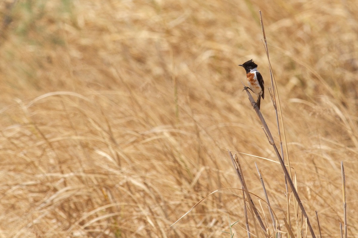 African Stonechat (African) - ML261370101