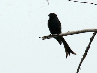  - Aldabra Drongo