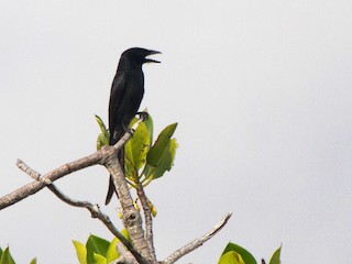  - Aldabra Drongo