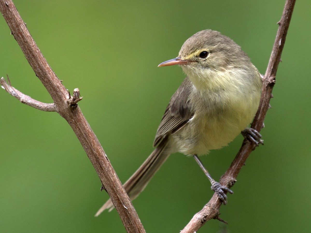 Rodrigues Warbler - Acrocephalus rodericanus - Birds of the World