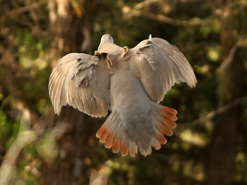 Perdrix De Philby Ebird