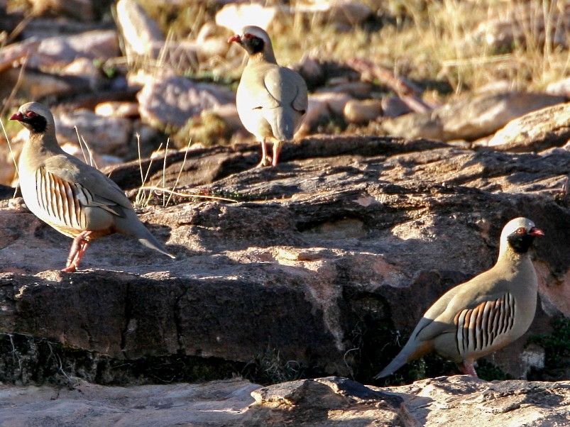 Philby's Partridge - Janos  Olah