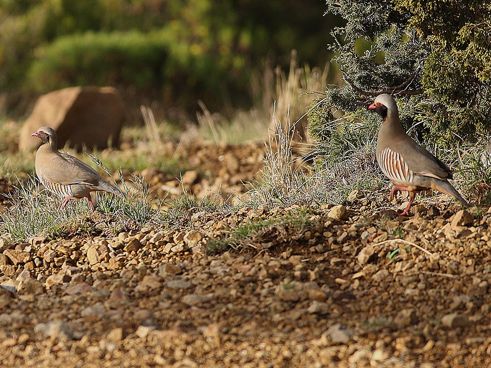 Philby's Partridge - Khalifa Al Dhaheri