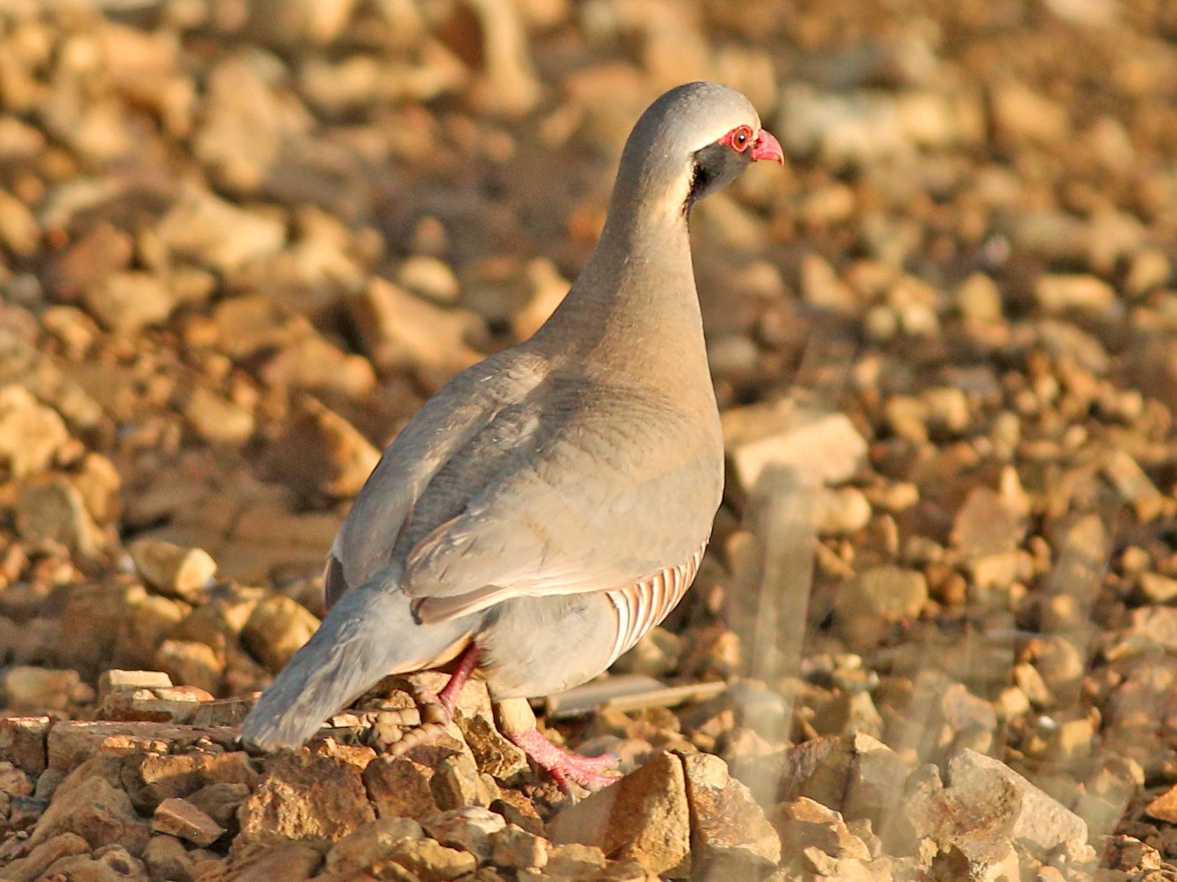 Philby's Partridge - Khalifa Al Dhaheri