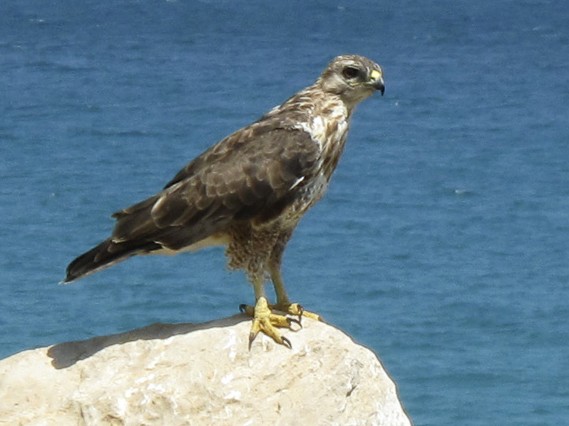 Socotra Buzzard - eBird