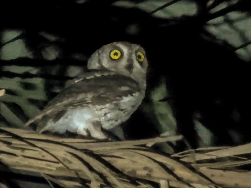 Socotra Scops-Owl - Phil Gregory | Sicklebill Safaris | www.birder.travel