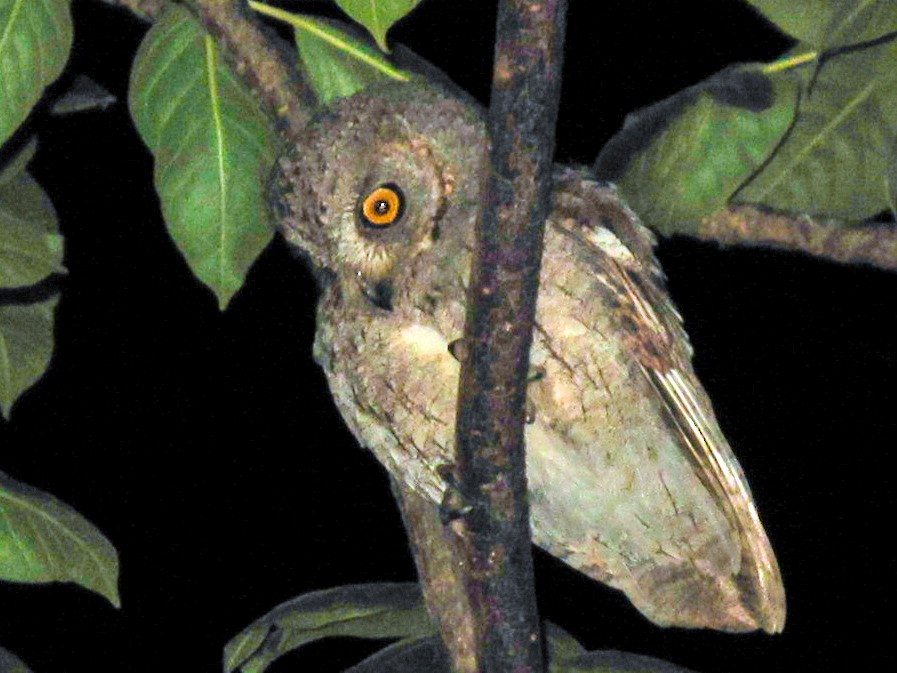 Socotra Scops-Owl - Rob Felix