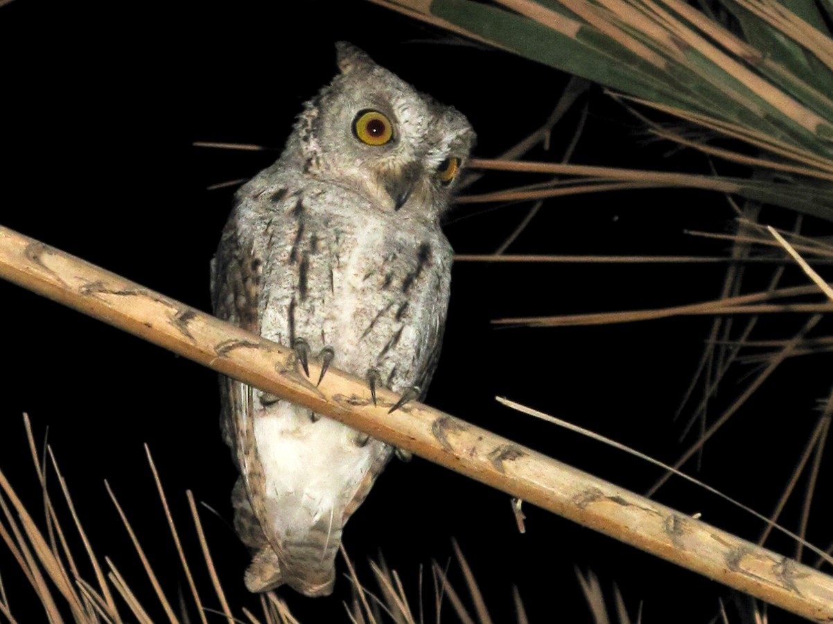 Socotra Scops-Owl - Rob Felix