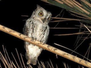 - Socotra Scops-Owl