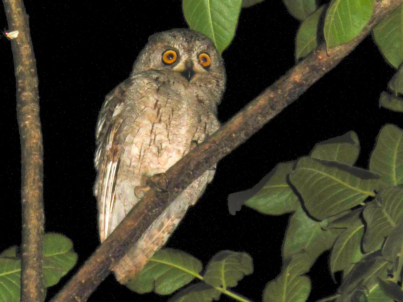 Socotra Scops-Owl - Rob Felix