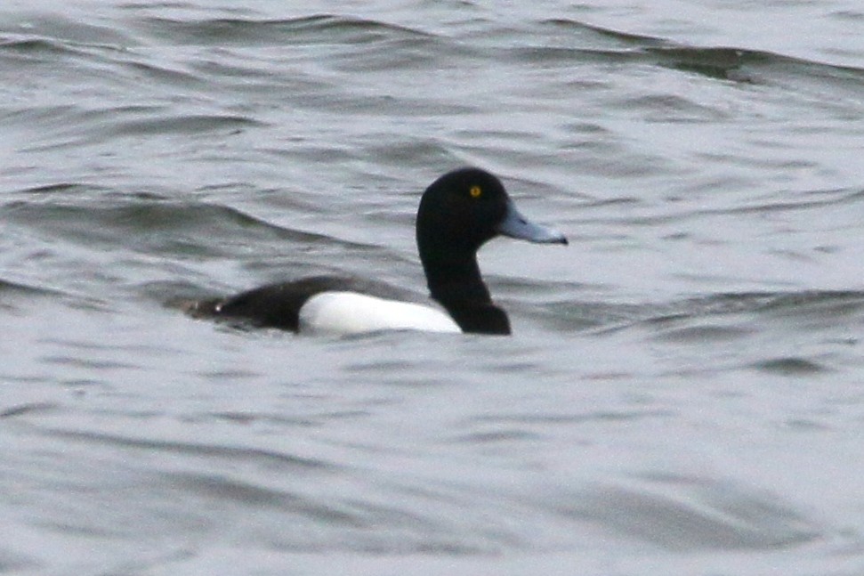 Greater Scaup - Russ Smiley