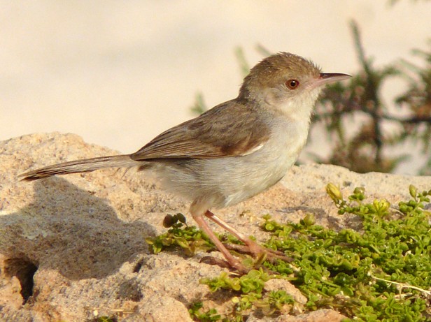 Socotra Warbler - Marco Valentini