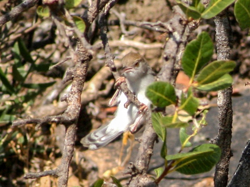Socotra Warbler - Manuel Schwarz