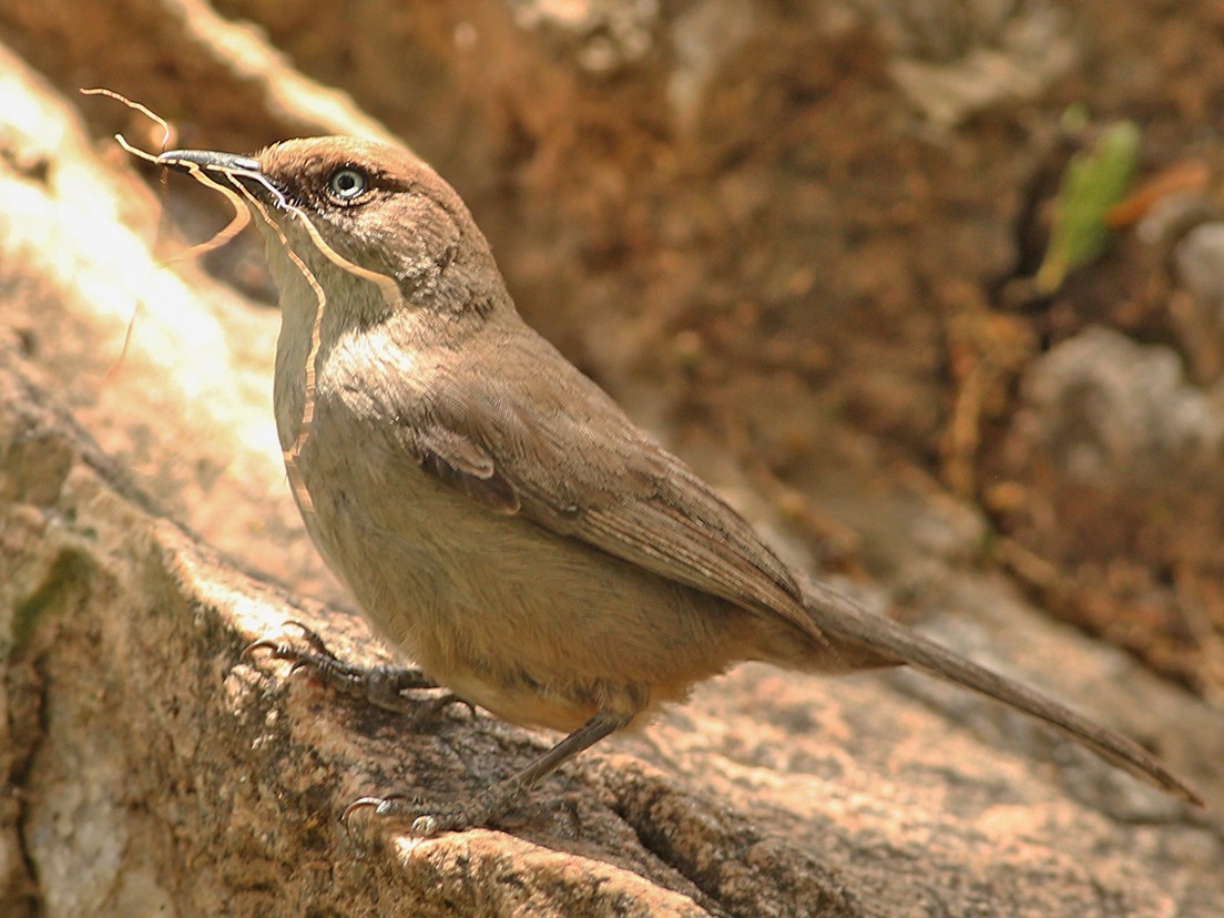 Yemen Warbler - Khalifa Al Dhaheri