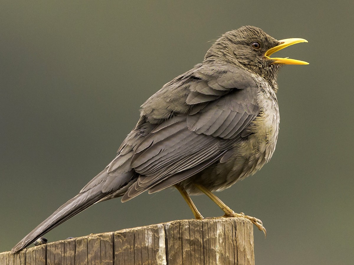 Yemen Thrush - Turdus menachensis - Birds of the World