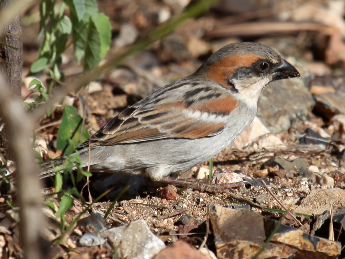 Socotra Sparrow - Ron Hess