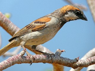  - Socotra Sparrow