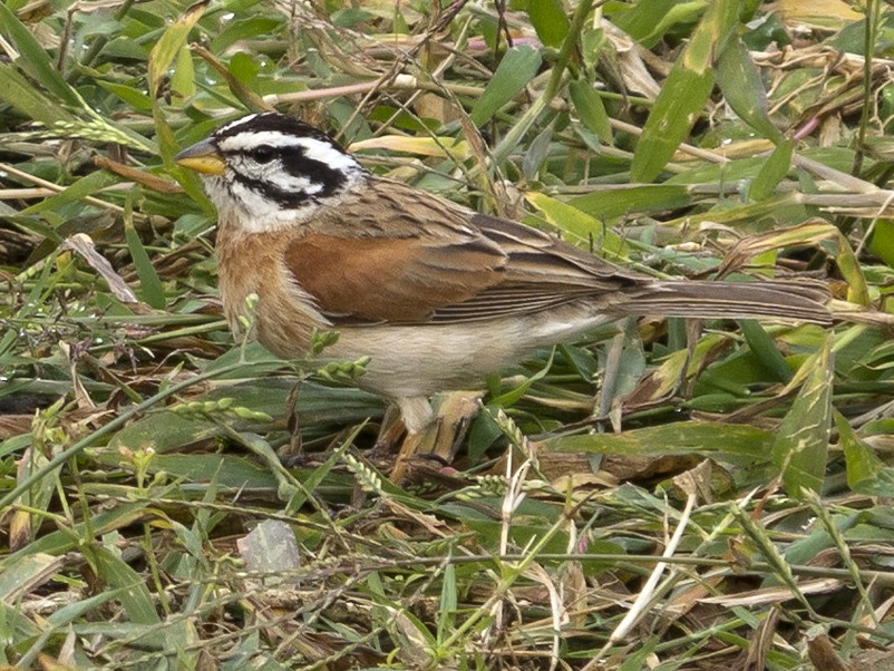 Socotra Bunting EBird