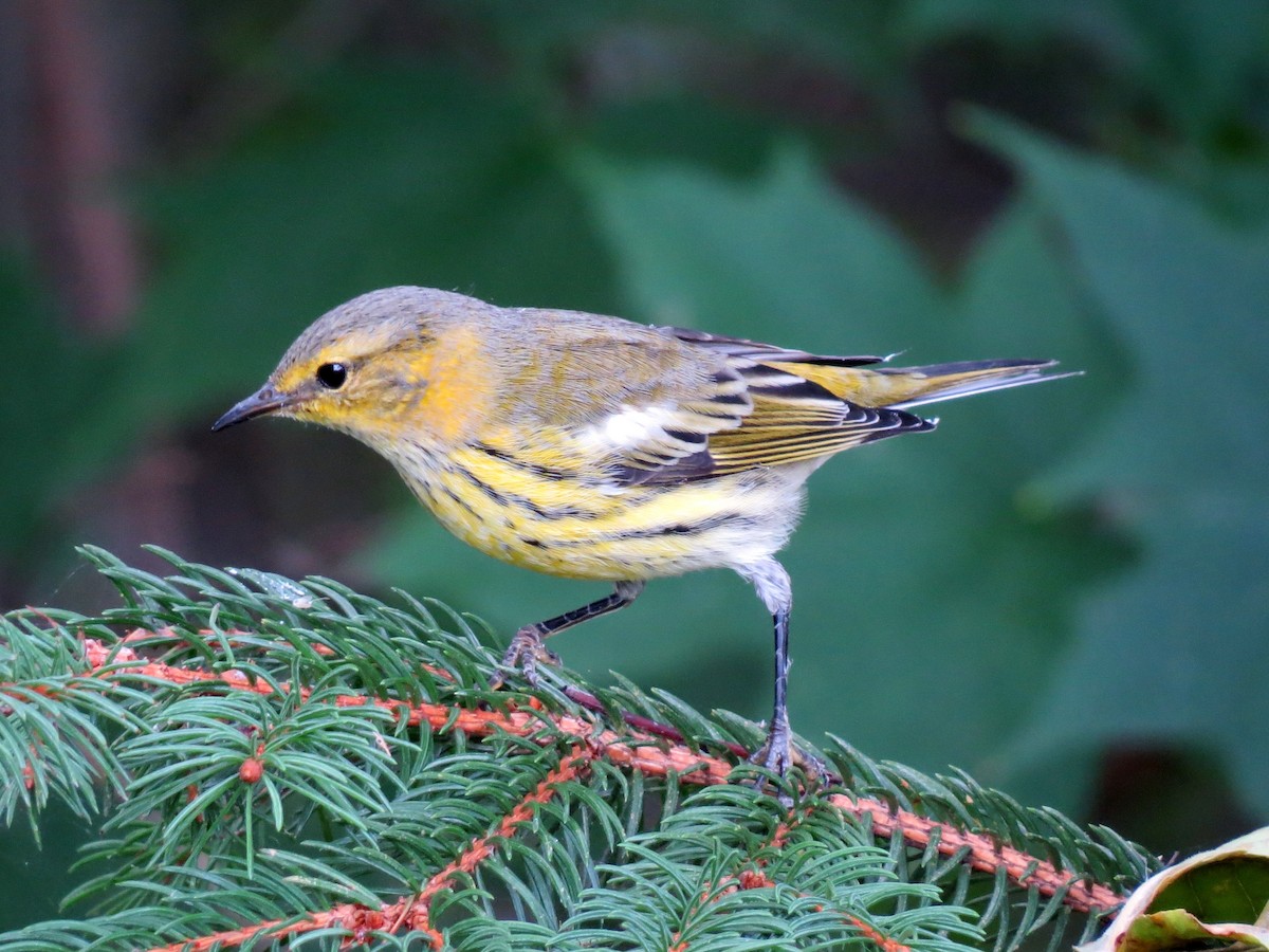 Cape May Warbler - ML261378881