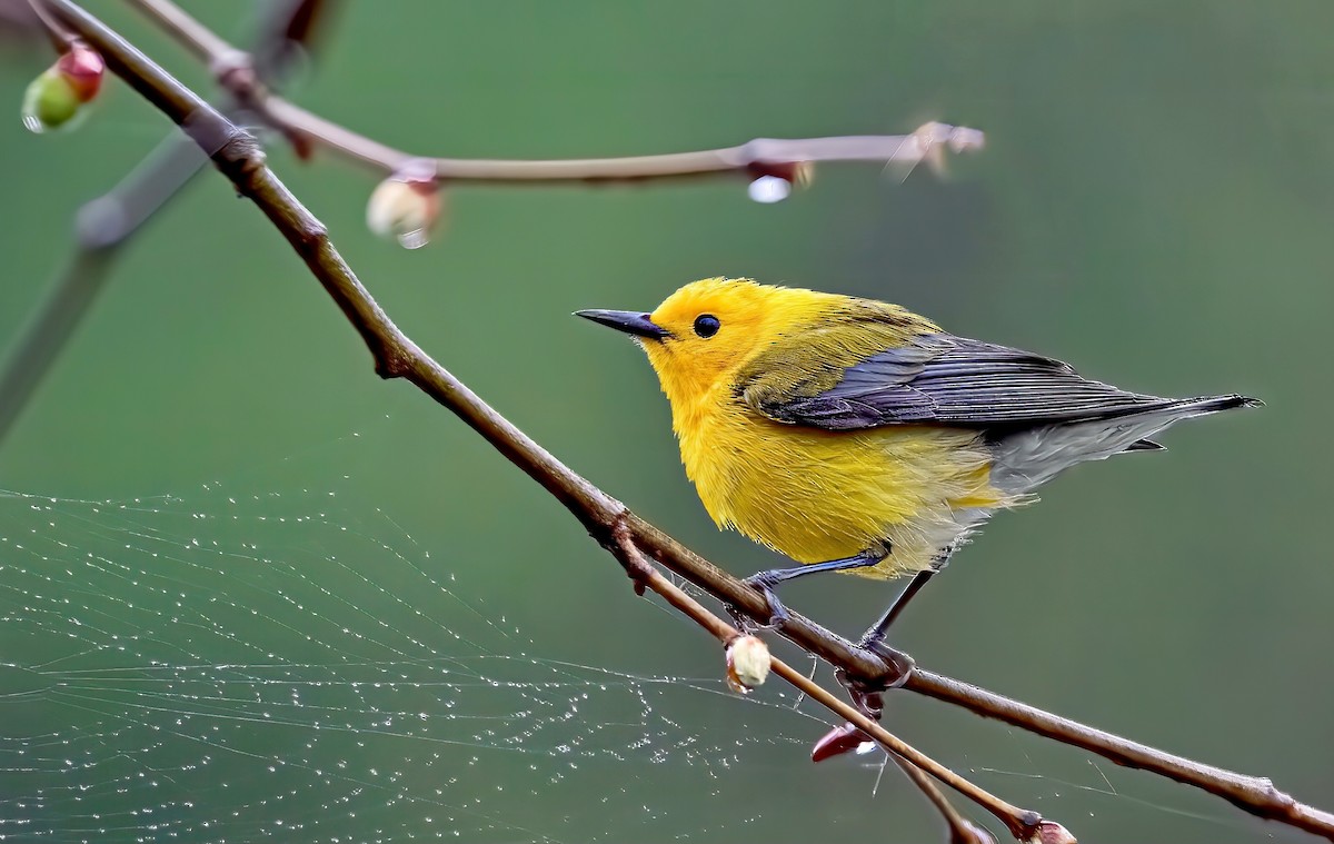 Prothonotary Warbler - ML261384761
