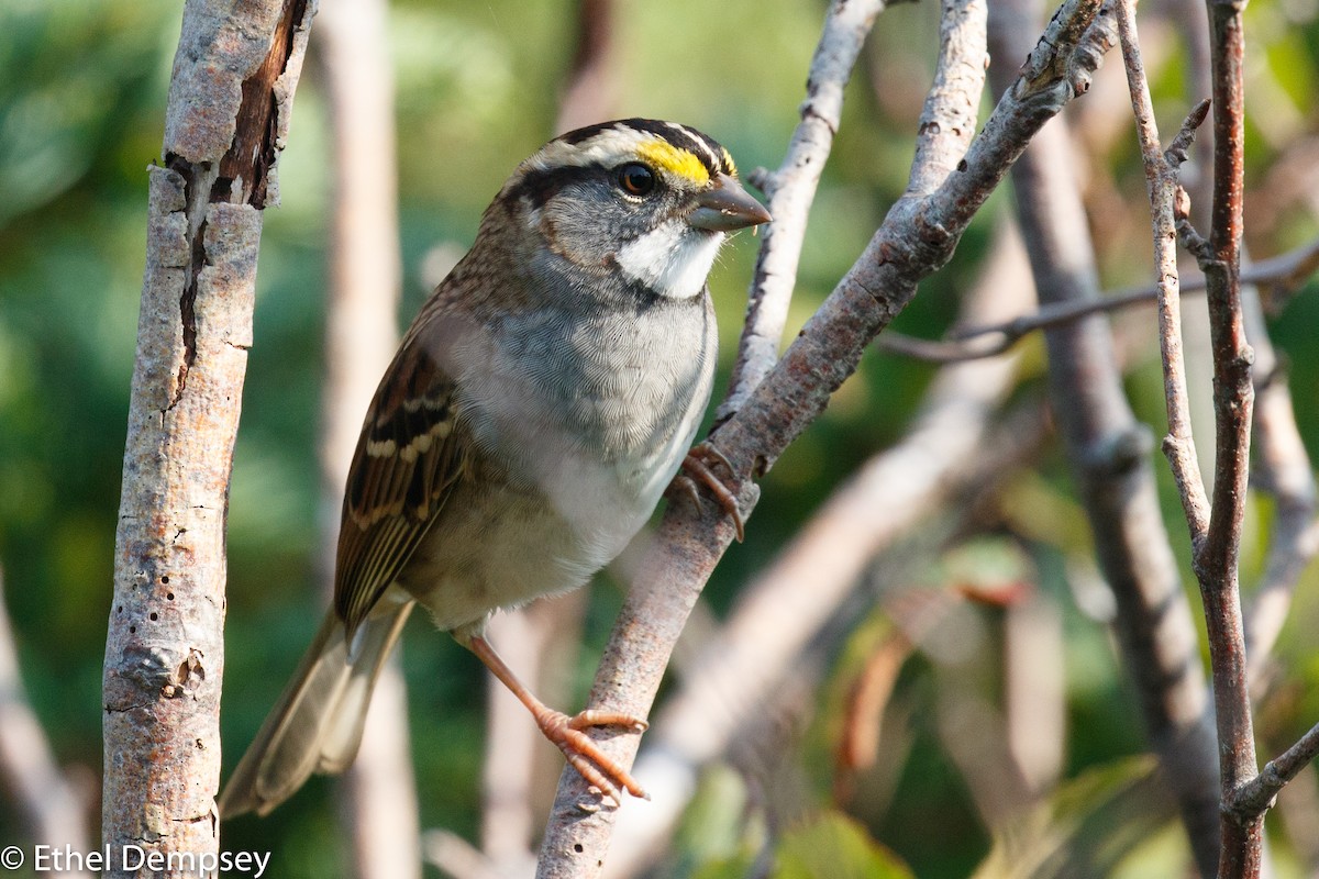 White-throated Sparrow - ML261385611