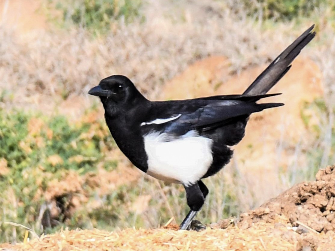 Asir Magpie - Jörg Knocha