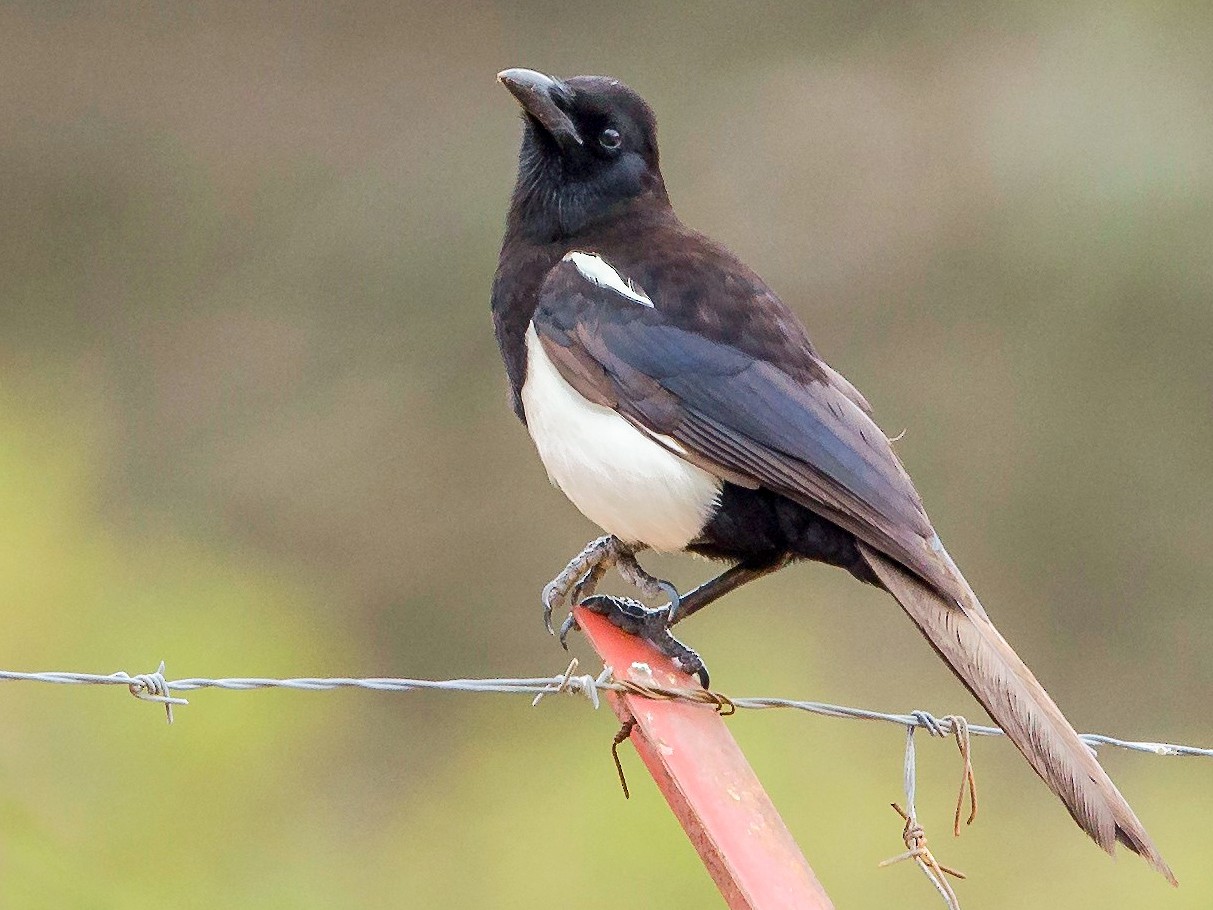 Asir Magpie - eBird