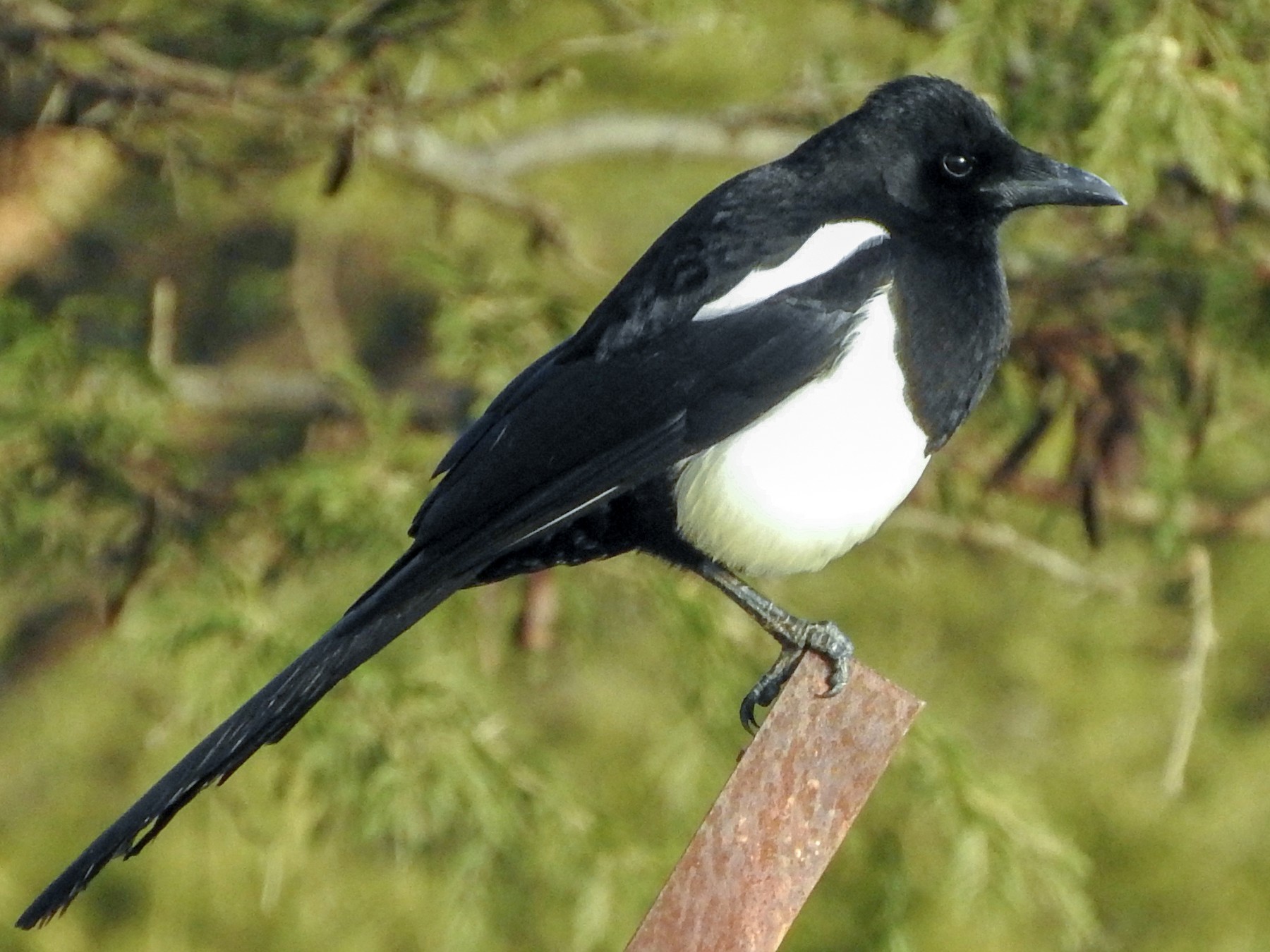 Asir Magpie Ebird