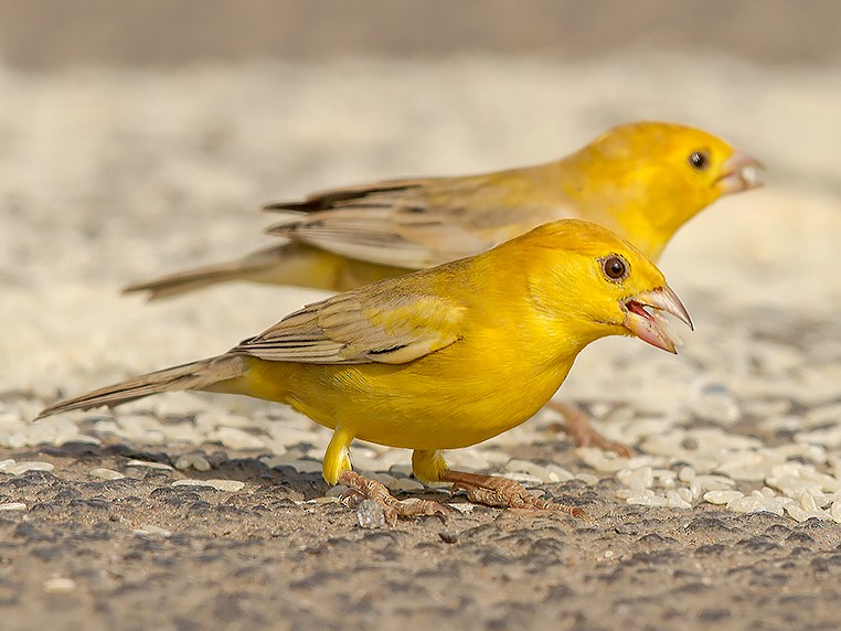 Arabian Golden Sparrow - Mansur Al -Fahad