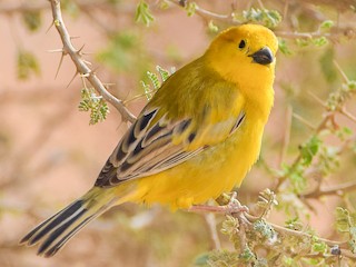 Arabian Golden Sparrow Passer Euchlorus Birds Of The World