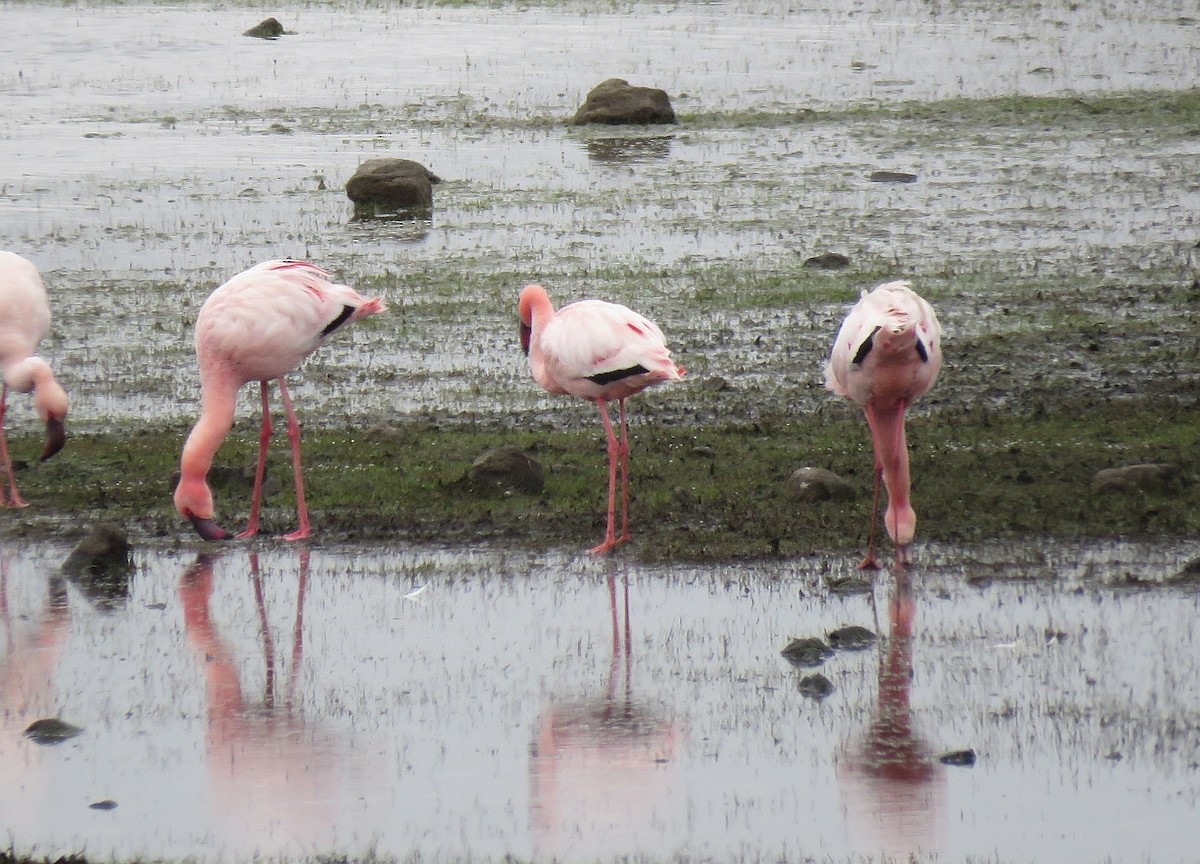 Lesser Flamingo - Brad Arthur
