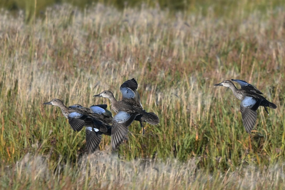 Blue-winged Teal - Marie O'Neill