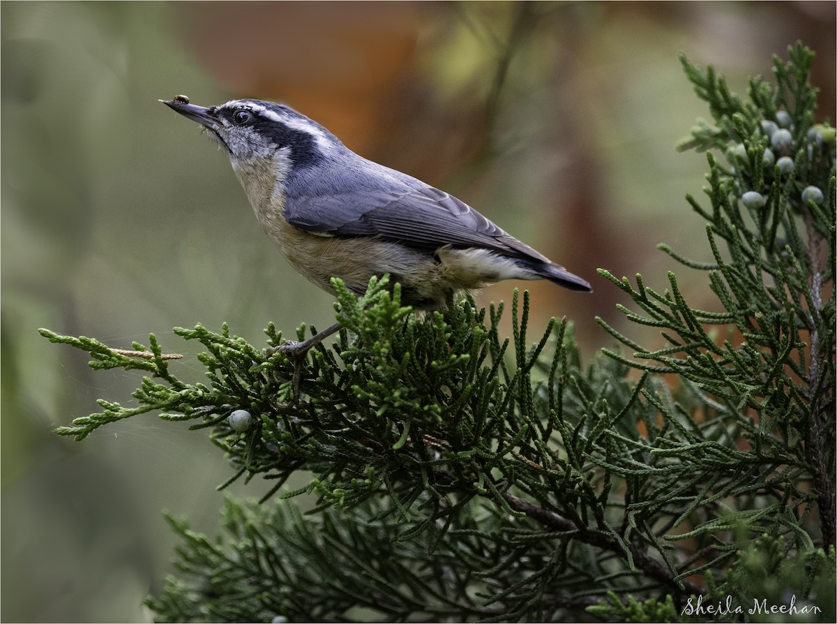 Red-breasted Nuthatch - Sheila Meehan